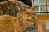 Lodjur på Biologiska museet, 2014-04-28