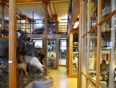 Interiör från Biologiska museet, 2014-04-28