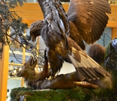 Kungsörn fångar räv på Biologiska museet, 2014-04-28