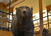 Brunbjörn på Biologiska museet, 2014-04-28