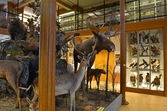 Dovhjort och älg med kalv på Biologiska museet, 2014-04-28