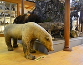 Uppstoppad Isbjörn på Biologiska museet, 2014-04-28