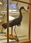 Svart stork på Biologiska museet, 2014-04-28