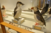 Spetsbergsgrissla och lunnefågel på Biologiska museet, 2014-04-28