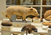 Uppstoppad  tamgris på Biologiska museet, 2014-04-28