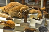 Uppstoppad hasselmus på Biologiska museet , 2014-04-28