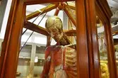 Människokropp i papier maché på Biologiska museet, 2014-04-28