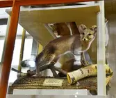 Uppstoppad fjällräv på Biologiska museet, 2014-04-28