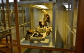 Mård, illrar och vesslor på Biologiska museet, 2014-04-28