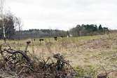 Hästflock vid  Stora Hyddan i Ånsta, 2016-04-18