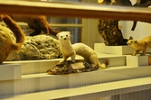 Hermelin på Biologiska museet, 2014-04-28