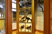 Uppstoppade hönsfåglar i monter på Biologiska museet, 2014-04-28