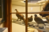 Rackelhane på Biologiska museet, 2014-04-28