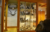 Sjöfåglar i monter på Biologiska museet, 2014-04-28