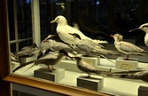 Uppstoppade fåglar i monter på Biologiska museet, 2014-04-28