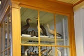 Uppstoppade sjöfåglar på Biologiska museet, 2014-04-28