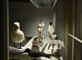 Uppstoppade fåglar på Biologiska museet, 2014-04-28