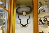 Horn från kuduantilop och afrikansk tamboskap på Biologiska museet, 2014-04-28