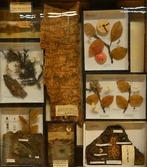 Insekter på Biologiska museet, 2014-04-28