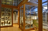 Montrar i Biologiska museet, 2014-04-28