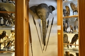 Elefanthuvud på Biologiska museet, 2014-04-28