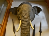 Elefanthuvud på Biologiska museet, 2014-04-28