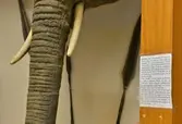 Information om elefanthuvudet på Biologiska museet, 2014-04-28