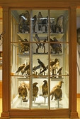 Rovfåglar i monter på Biologiska museet, 2014-04-28