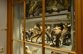 Uppstoppade rovfåglar på Biologiska museet, 2014-04-28