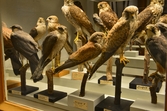 Rovfåglar på Biologiska museet, 2014-04-28