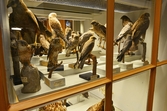 Olika storters falkar på Biologiska museet, 2014-04-28