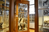 Monter med ugglor på Biologiska museet, 2014-04-28