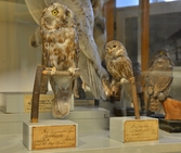 Pärluggla och sparvuggla på Biologiska museet, 2014-04-28