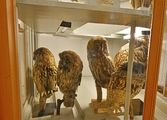 Lapp- och slagugglor på Biologiska museet, 2014-04-28