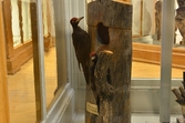 Spillkråkor på telegrafstolpe på Biologiska museet, 2014-04-28