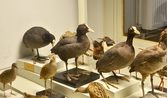 Sothöns i monter på Biologiska museet, 2014-04-28
