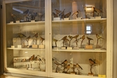 Småfåglar i Biologiska museet, 2014-04-28