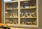 Småfåglar i monter på Biologiska museet, 2014-04-28
