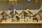 Sparvar på Biologiska museet, 2014-04-28