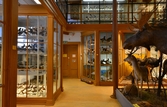 Interiör från Biologiska museet, 2014-04-28