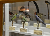 Grön skäggfågel på Biologiska museet 2014-04-28