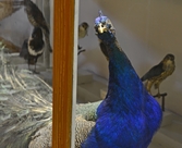 Påfågel på Biologiska museet, 2014-04-28