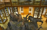 Uppstoppade djur på Biologiska museet, 2014-04-28
