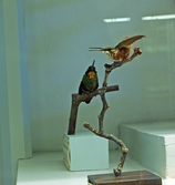 Uppstoppad Kolibri på Biologiska museet, 2014-04-28