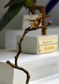 Kolibri på Biologiska museet, 2014-04-28