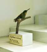 Brasiliansk fågel på Biologiska museet, 2014-04-28