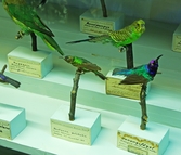 Papegojor och honungsfågel på Biologiska museet, 2014-04-28