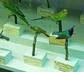 Papegojor och honungsfågel på Biologiska museet, 2014-04-28