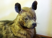 Hyena på Biologiska museet, 2014-04-28