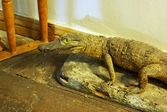 Uppstoppad Krokodil på Biologiska museet, 2014-04-28